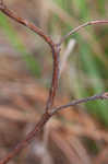 Fourpetal St. Johnswort